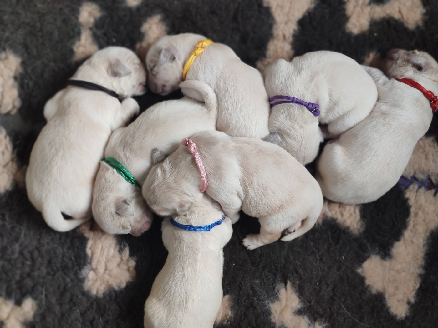 Des Coteaux De L'Hyrôme - Golden Retriever - Portée née le 01/01/2026