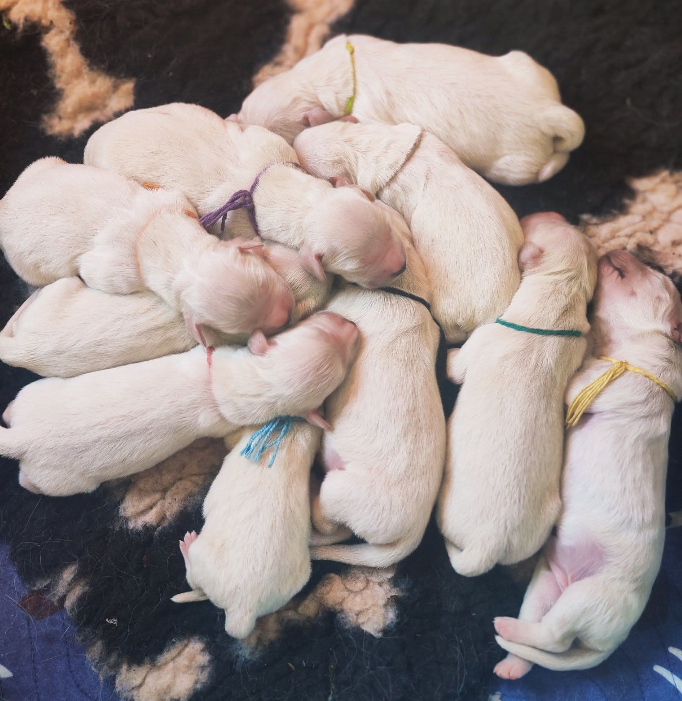 Des Coteaux De L'Hyrôme - Chiots disponibles - Golden Retriever